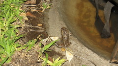 Sclerophrys garmani