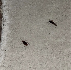 Periplaneta americana