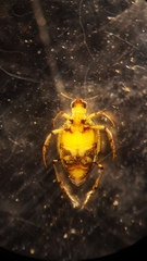 Peltodytes duodecimpunctatus