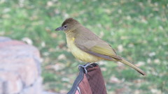 Chlorocichla flaviventris