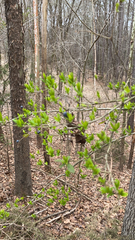 Dirca palustris