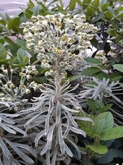 Euphorbia characias