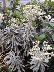 Euphorbia characias