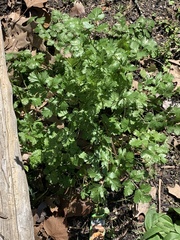 Apieae