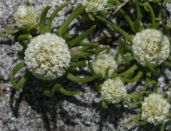 Siloxerus filifolius