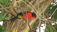 Laniarius erythrogaster