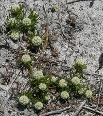 Siloxerus filifolius