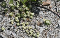 Siloxerus filifolius