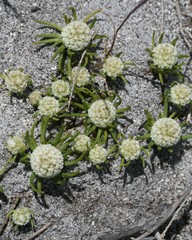 Siloxerus filifolius