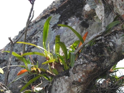 Maxillaria densa, photograph 6