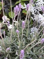 Lavandula dentata