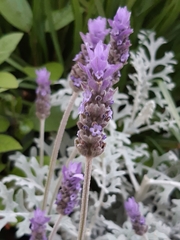 Lavandula dentata