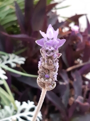 Lavandula dentata