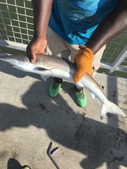 Carcharhinus brevipinna