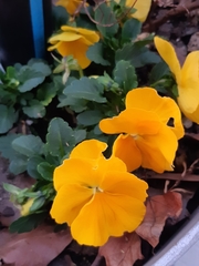 Viola