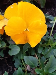 Viola