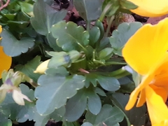 Viola