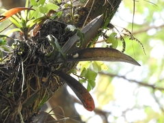 Trichocentrum lindenii