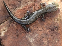 Aneides klamathensis