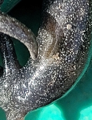 Aneides klamathensis