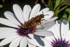 Dasyscolia ciliata