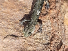 Aneides klamathensis