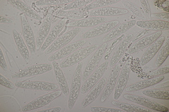 Botryosphaeria quercuum