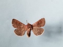 Xestia okakensis
