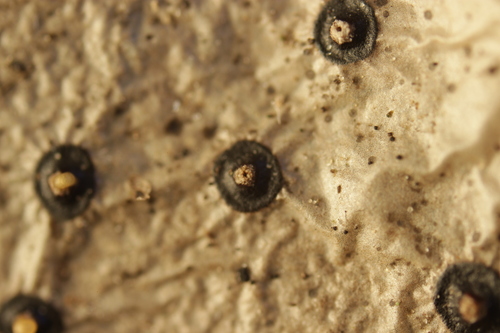 Phacidium lauri