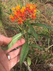 Asclepias curassavica image