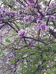 Cercis siliquastrum