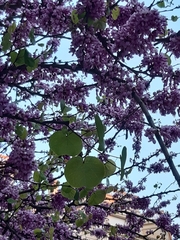 Cercis siliquastrum