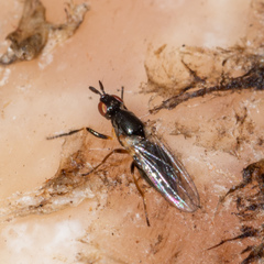 Prochyliza xanthostoma