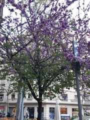 Cercis siliquastrum
