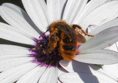 Dasyscolia ciliata