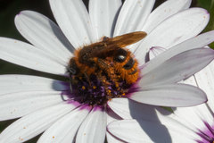 Dasyscolia ciliata