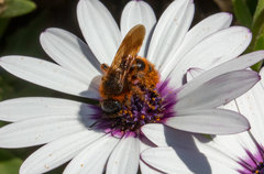 Dasyscolia ciliata