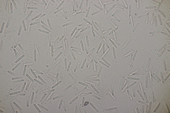 Phacidium lauri
