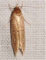 Limnaecia phragmitella