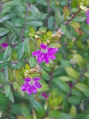 Cuphea hyssopifolia