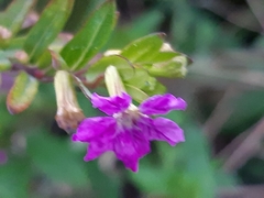 Cuphea hyssopifolia