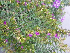 Cuphea hyssopifolia