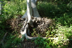 Ficus sur