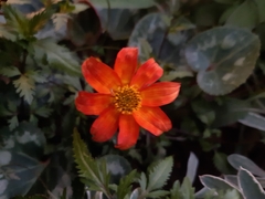 Dahlia coccinea