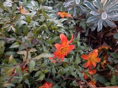 Dahlia coccinea
