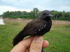 Myrmophylax atrothorax