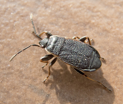 Pyrrhocoris marginatus