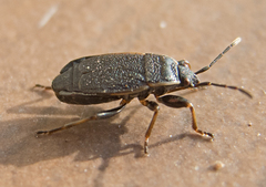 Pyrrhocoris marginatus