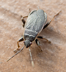 Pyrrhocoris marginatus