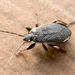 Pyrrhocoris marginatus - Photo (c) katunchik, alguns direitos reservados (CC BY), uploaded by katunchik